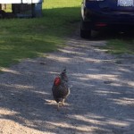 Chicken in yard