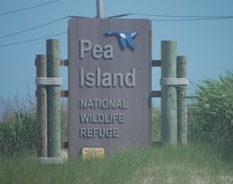 Pea Island National Wildlife Refuge - Outer Banks of NC