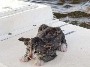 Kitten Rescued From Croatan Sound