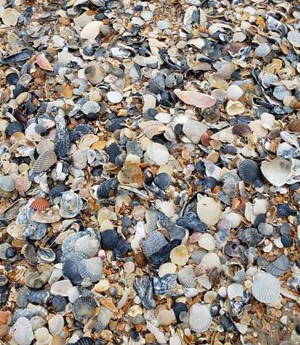 Outer Banks Shell Bed